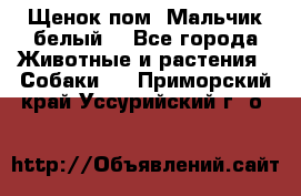 Щенок пом. Мальчик белый  - Все города Животные и растения » Собаки   . Приморский край,Уссурийский г. о. 